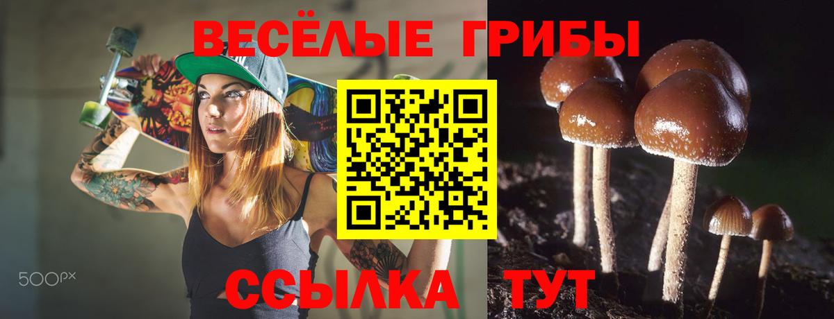 купить наркотик  Псилоцибиновые грибы GOLDEN TEACHER  Вход с VPN  Камышлов 